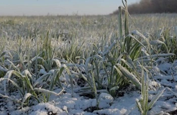 Как предотвратить гибель озимых культур от вымерзания