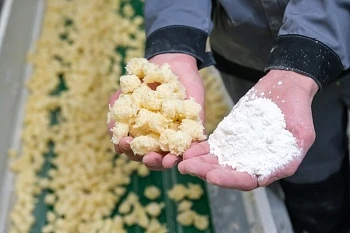 Рынок глубокой переработки зерна в России: итоги 2023 года
