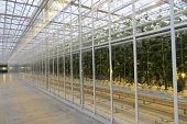 Рекорды тепличного производства