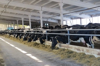 Нейростимуляция: как повысить продуктивность на молочной ферме без увеличения поголовья и площадей