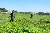С борщевиком Сосновского нужно бороться всем миром!