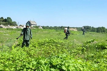 С борщевиком Сосновского нужно бороться всем миром!