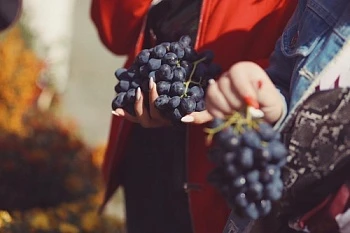 WineFest-2019 собрал 25 тысяч гостей