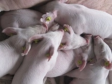 Цены на свиней снижаются – что нас ожидает?