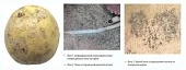 Серебристая парша картофеля