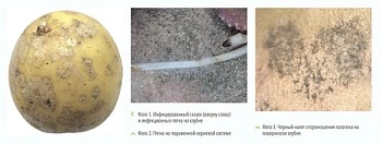 Серебристая парша картофеля