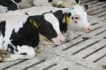 Страхование животноводства от террористических рисков