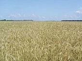 Сорт озимой пшеницы Волжская 100