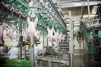 В регионе произведено на 10,2% больше скота и птицы на убой
