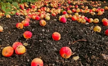 Почему яблоки опадают до срока созревания?