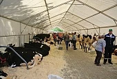 Аукцион: новый алгоритм продаж