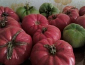 Микробиопрепараты для растениеводства