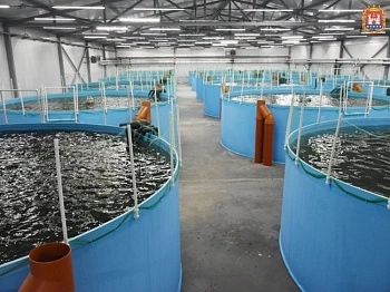 Под Гвардейском запустили масштабное производство аквакультурной форели