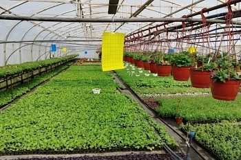 Клеевые ловушки для выявления опасных карантинных вредителей