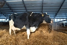 Корова Агропромкомплектации побила свой рекорд