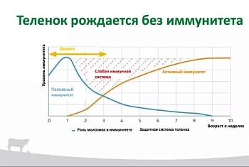 Телята должны быть счастливыми