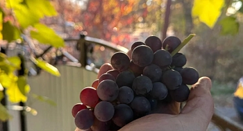 Эксперты рассказали об изменениях в законодательстве и современных мерах защиты винограда