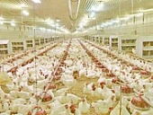 Влияет ли освещение на продуктивность в животноводстве