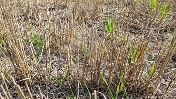 Осенняя засуха и начало страхования — обзор острых вопросов