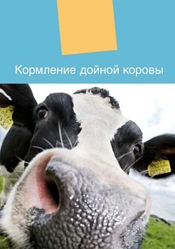 Кормление дойной коровы