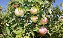 В Саратовской области в 2025 году заложили 401,5 га многолетних насаждений