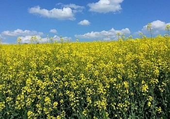 Спрос на рапс растет