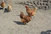 Потенциал – в малых формах хозяйствования
