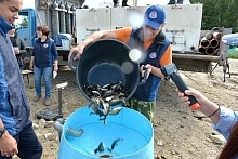 На Южном Урале ожидается увеличение производства рыбы