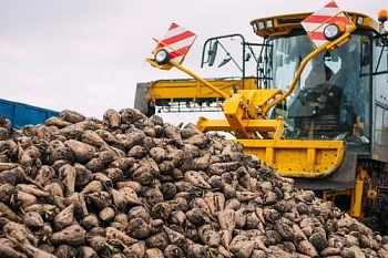 «АгроТерра» убирает сахарную свеклу