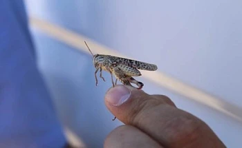Саранча наступает