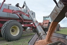 Аграриям напомнили о правилах проверки и оформления семян перед посевной