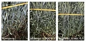ЦЕРИАКС® ПЛЮС: три элемента успешной защиты