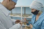Спираль развития ведет к биологизации