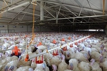 Запущен новый птицеводческий блок в Пензенской области