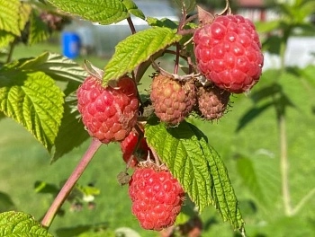 Малина ценный продукт для здоровья