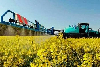 В России рекорд по сбору рапса