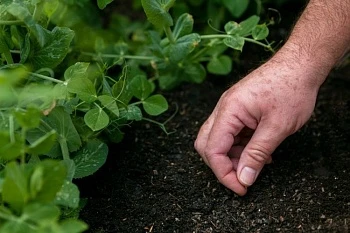 Успеть посадить до лета