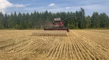 Высокая урожайность на старте уборочной — до 100 ц/га