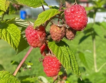 Малина ценный продукт для здоровья