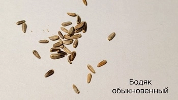 Семена многолетних трав проверяют в Испытательной лаборатории