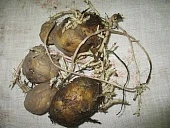 Картофель: что посадишь, то и уберешь