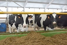 Южноуральские животноводы обсудили итоги работы в 2025 году