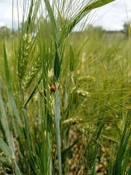 Цикл вебинаров «Мир органического земледелия. Природоподобные агротехнологии - работаем в содружестве с природой»