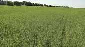 Курсом на отечественную селекцию