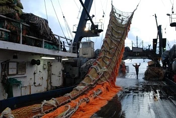 Российские рыбаки с начала года добыли почти 172 тыс. тонн