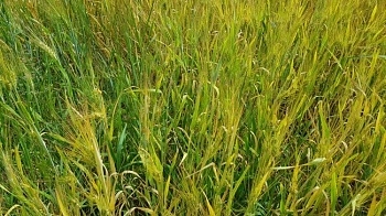 XXVII Международный зерновой раунд «Рынок зерна – вчера, сегодня, завтра»