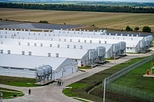 Производство свинины увеличено на 30 тыс. тонн