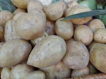Картофельный фестиваль «Печенча» пройдет в Коми