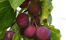 Слива - фрукт с множеством "лиц"