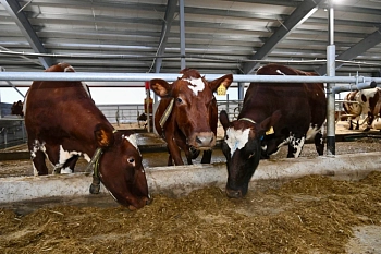 Инспекция нового животноводческого комплекса в селе Видлица